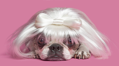 Does Your Dog Wear A Wig?